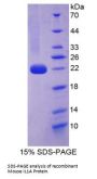 Mouse Interleukin 1 Alpha (IL1a) Protein