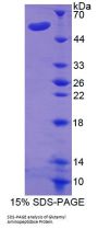 Mouse Glutamyl Aminopeptidase (GluAP) Protein