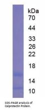 Mouse Calprotectin Protein