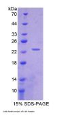 Mouse Interleukin 1 Alpha (IL1a) Protein