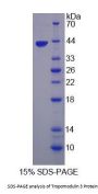 Mouse Tropomodulin 3 (TMOD3) Protein