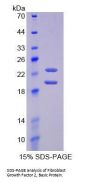 Mouse Fibroblast Growth Factor 2 (FGF2) Protein