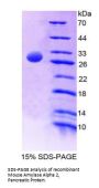 Mouse Amylase Alpha 2, Pancreatic (AMY2) Protein