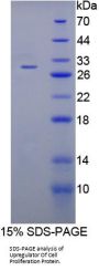 Mouse Upregulator Of Cell Proliferation (URGCP) Protein