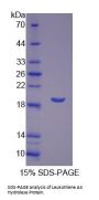 Mouse Leukotriene A-4 Hydrolase (LTA4H) Protein