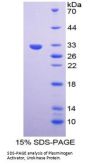 Mouse Plasminogen Activator, Urokinase (uPA) Protein