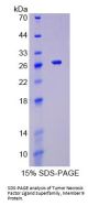 Mouse Tumor Necrosis Factor Ligand Superfamily Member 9 (TNFSF9) Protein