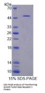 Mouse Transforming Growth Factor Beta Receptor II (TGFbR2) Protein