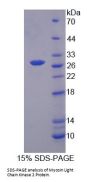 Mouse Myosin Light Chain Kinase 2 (MYLK2) Protein