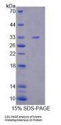 Mouse Matrix Metalloproteinase 20 (MMP20) Protein