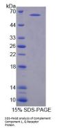 Mouse Complement Component 1, Q Receptor (C1qR1) Protein