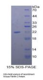 Mouse Fibrillin 1 (FBN1) Protein
