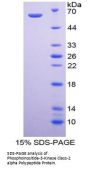Mouse Phosphoinositide-3-Kinase Class-2-Alpha Polypeptide (PIK3C2a) Protein