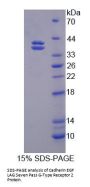 Mouse Cadherin EGF LAG Seven Pass G-Type Receptor 2 (CELSR2) Protein