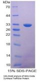 Mouse Nostrin (NOSTRIN) Protein