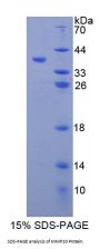 Mouse Matrix Metalloproteinase 10 (MMP10) Protein