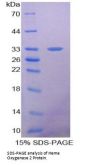 Mouse Heme Oxygenase 2, Decycling (HO2) Protein