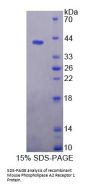 Mouse Phospholipase A2 Receptor 1 (PLA2R1) Protein