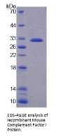 Mouse Complement Factor I (CFI) Protein