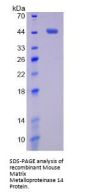 Mouse Matrix Metalloproteinase 14 (MMP14) Protein