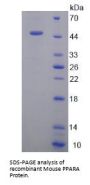 Mouse Peroxisome Proliferator Activated Receptor Alpha (PPARa) Protein