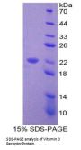 Mouse Vitamin D Receptor (VDR) Protein