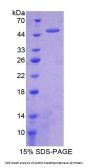 Mouse Matrix Metalloproteinase 19 (MMP19) Protein
