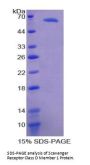 Mouse Scavenger Receptor Class D Member 1 (SCARD1) Protein