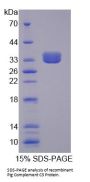 Pig Complement C3 (C3) Protein