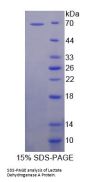 Pig Lactate Dehydrogenase A (LDHA) Protein