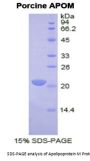 Pig Apolipoprotein M (APOM) Protein