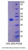 Pig Keratin 18 (KRT18) Protein