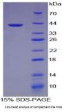 Pig Complement Fragment C3a (C3a) Protein