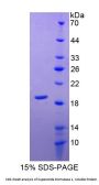 Pig Superoxide Dismutase 1 (SOD1) Protein