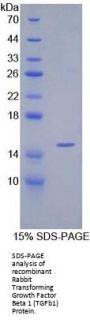 Rabbit Transforming Growth Factor Beta 1 (TGFb1) Protein