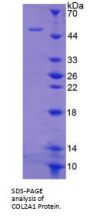 Rabbit Collagen Type II Alpha 1 (COL2A1) Protein