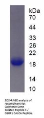 Rat Calcitonin Gene Related Peptide 1 / CGRP1 (CALCA) Protein
