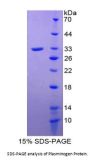Rat Plasminogen (Plg) Protein
