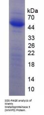 Rat Matrix Metalloproteinase 3 / Stromelysin-1 (MMP3) Protein