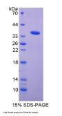 Rat Vascular Endothelial Growth Factor Receptor 1 / VEGFR1 (FLT1) Protein