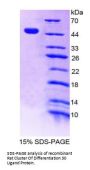 Rat CD30 Ligand (TNFSF8) Protein