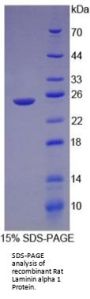 Rat Laminin Subunit Alpha 1 (LAMA1) Protein
