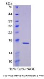 Rat Laminin Subunit Alpha 1 (LAMA1) Protein