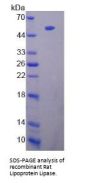 Rat Lipoprotein Lipase (LPL) Protein