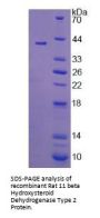 Rat 11-Beta-Hydroxysteroid Dehydrogenase Type 2 (HSD11B2) Protein
