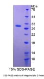 Rat Integrin Alpha D / CD11D (ITGAD) Protein
