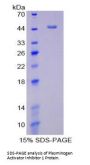 Rat Plasminogen Activator Inhibitor 1 (PAI1) Protein