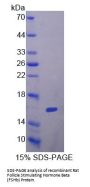 Rat Follicle Stimulating Hormone Beta (FSHb) Protein