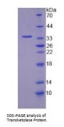 Rat Transketolase (TKT) Protein