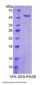 Rat Fibroblast Growth Factor Receptor 1 (FGFR1) Protein